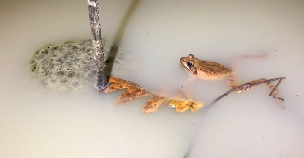 Piccolo laghetto in argilla